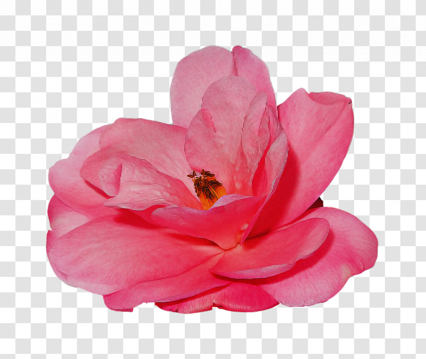 Garden Roses Transparent PNG