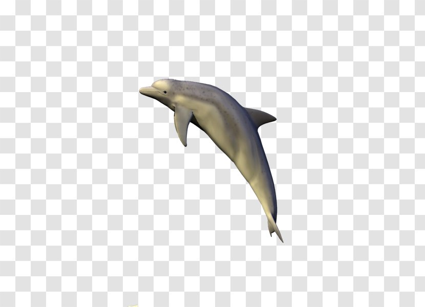 Common Bottlenose Dolphin Short-beaked Tucuxi Rough-toothed Porpoise - Delfines Transparent PNG