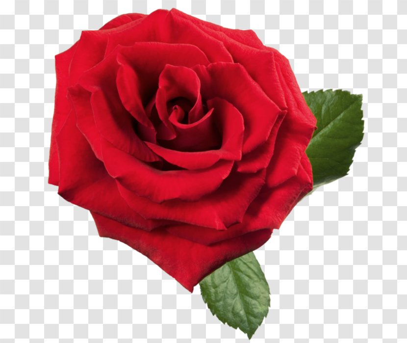 Centifolia Roses Flower Clip Art - Royaltyfree - Rose Vector Transparent PNG