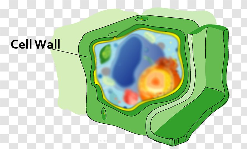 Plant Cell Vacuole Golgi Apparatus - Wall Transparent PNG