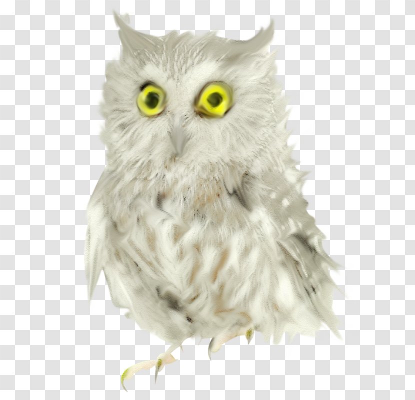 Owl Bird ForgetMeNot - Forgetmenot - Cute Kitten Transparent PNG