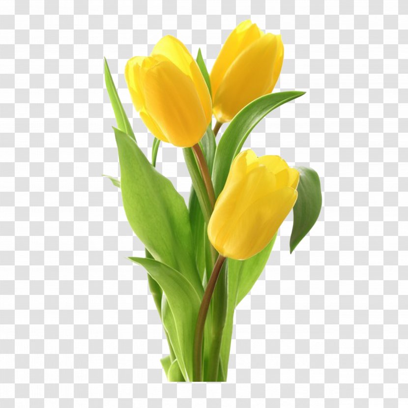 Tulip Flower Bouquet Stock Photography - Bud - Love Tulips Transparent PNG