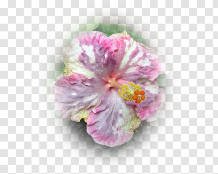 Hibiscus Centerblog Hotel - Flower - Cut Copy And Paste Transparent PNG