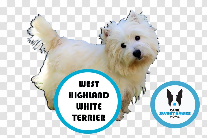 West Highland White Terrier Maltese Dog Boston Bulldog Puppy Transparent PNG
