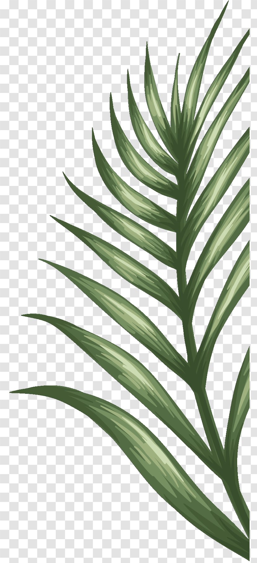 Palm Trees Plant Stem Leaf Terrestrial Plants - Botany Transparent PNG