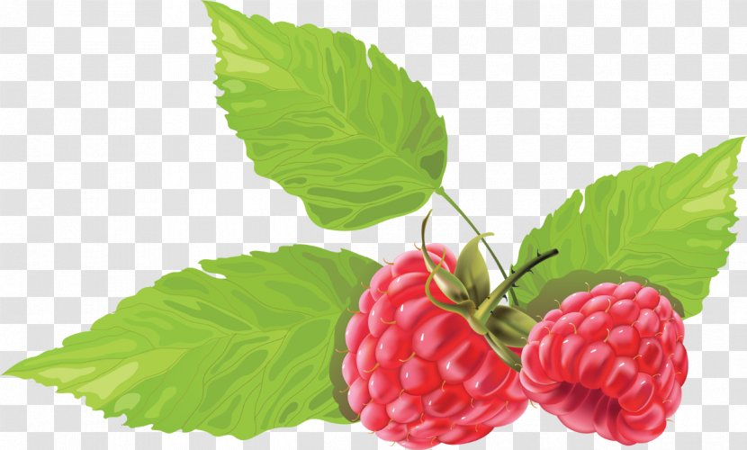 Raspberry Blackberry Clip Art - Berry Transparent PNG