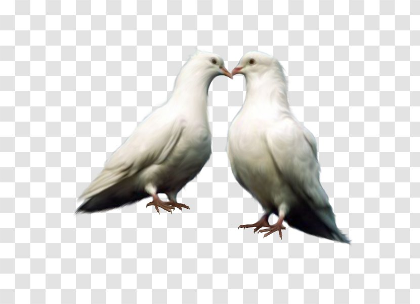 Domestic Pigeon Bird Columbidae Clip Art - Display Resolution - Couple Of Pigeons Transparent PNG