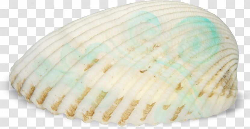 Cockle Seashell Seafood - Shell Transparent PNG
