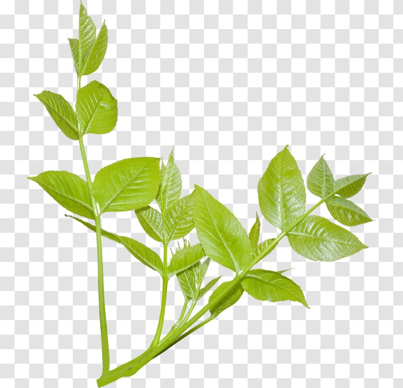 Plant Leaf Branch Tree Strelitzia Reginae - Herbalism Transparent PNG