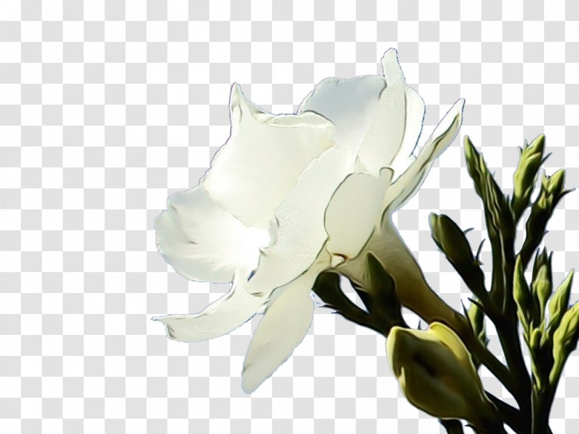 White Flower Plant Petal Branch - Paint - Gardenia Magnolia Family Transparent PNG