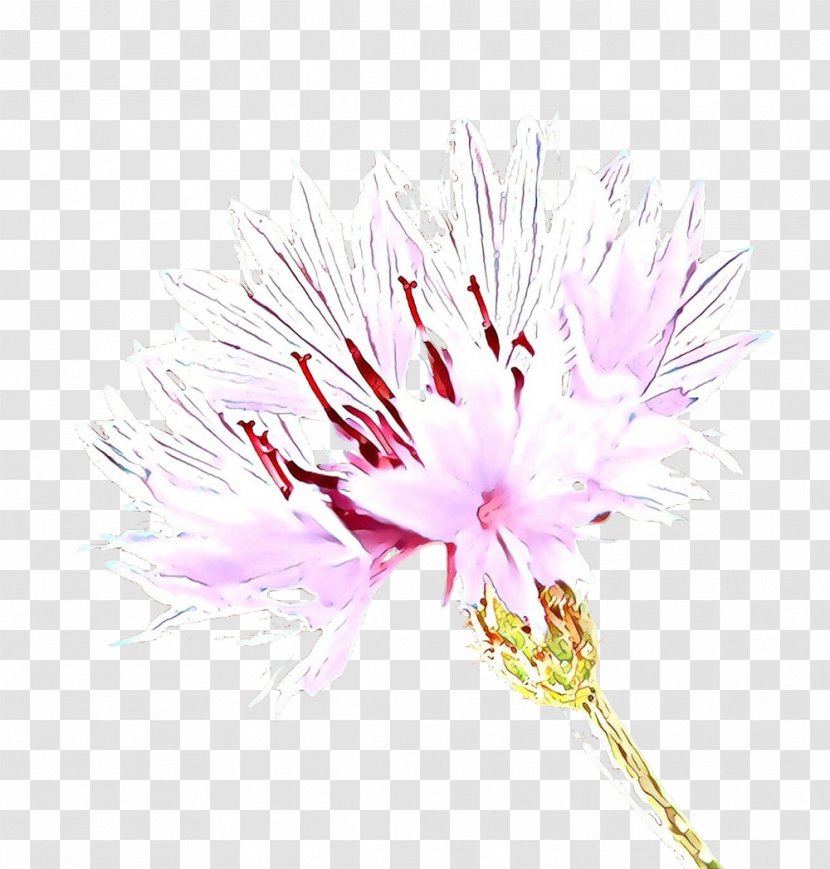 Pink Flower Cartoon - Plants - Family Wildflower Transparent PNG