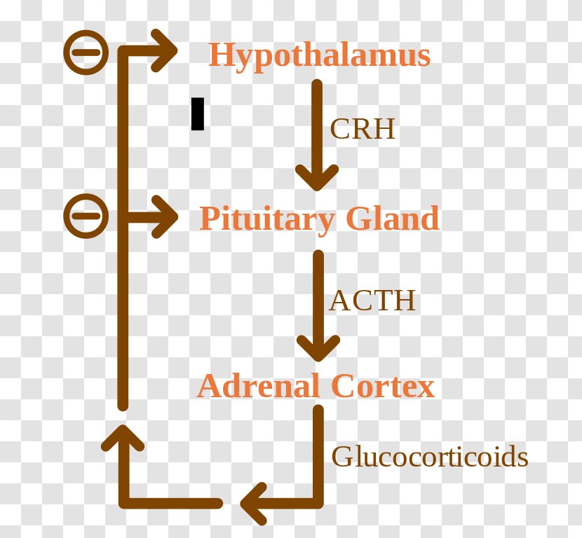 Negative Feedback Adrenocorticotropic Hormone Biology Glucocorticoid Transparent PNG