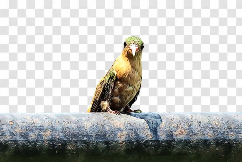 Bird Nature Beak Parrot Adaptation Transparent PNG
