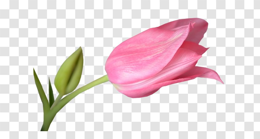 Tulip Download Clip Art - Magenta - Pink Tulips Transparent PNG