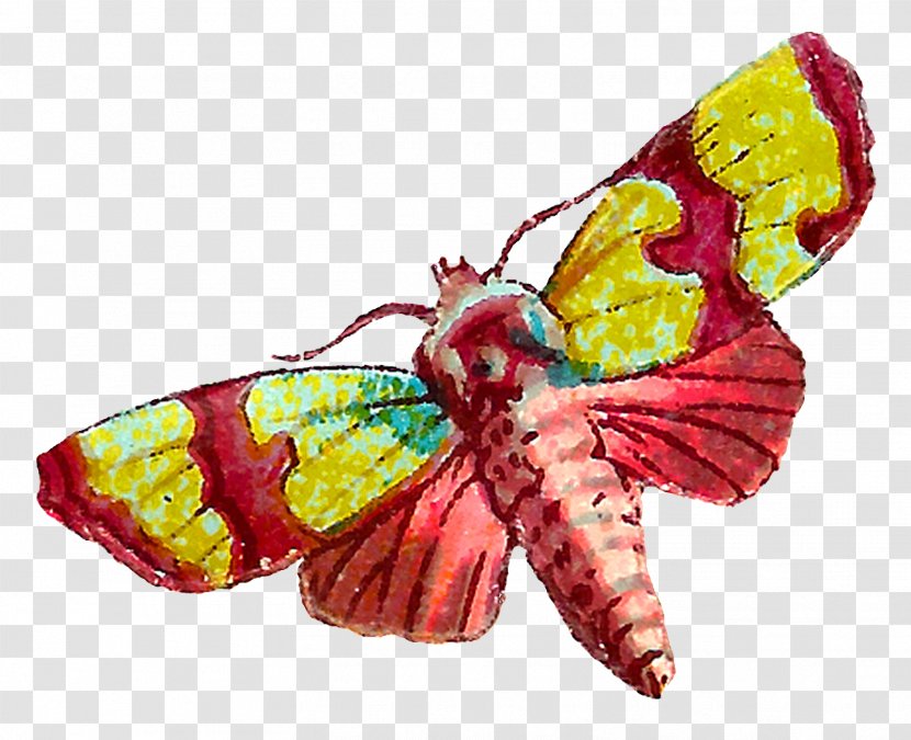 Butterfly Insect Clip Art - Bombycidae Transparent PNG