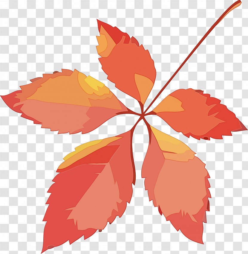 Maple Leaf Transparent PNG