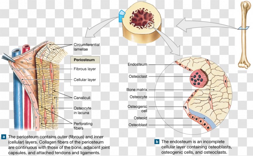 Osteon Endosteum Trabecula Periosteum Bone - Cartoon - Compact Transparent PNG