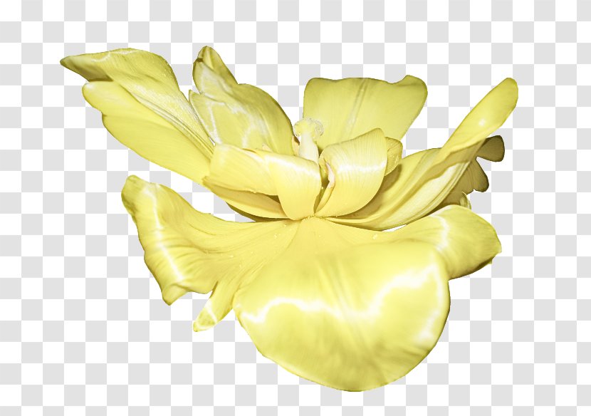 Yellow Petal Flower Plant Tulip - Cut Flowers Herbaceous Transparent PNG