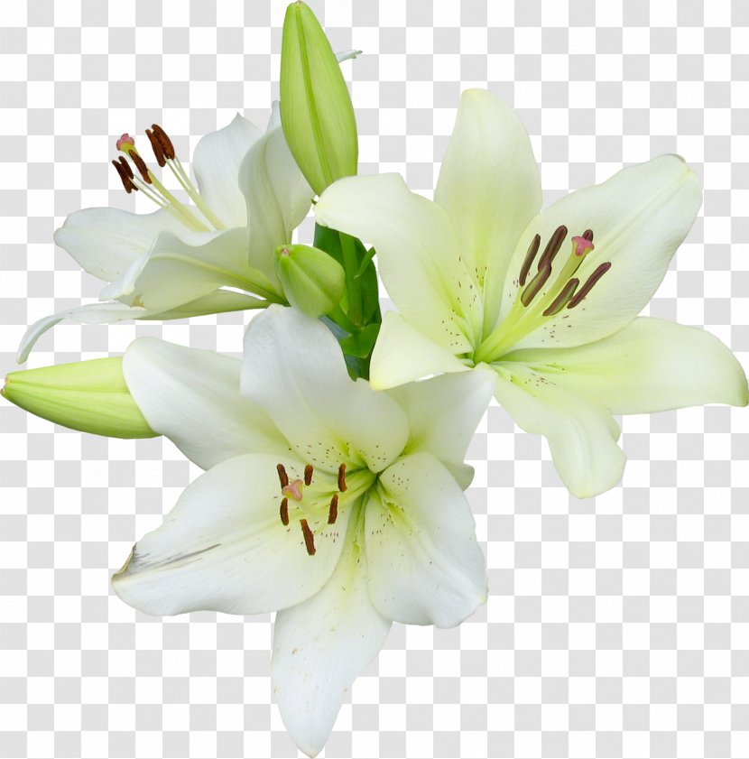 Flower Runner Easter Lily Wildflower Transparent PNG