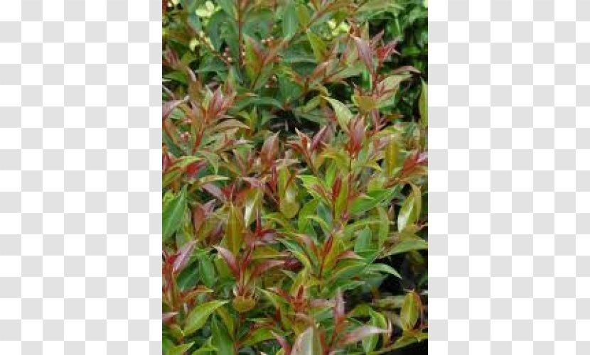Leaf Tree Groundcover Lawn Herb Transparent PNG