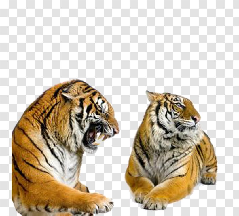 Siberian Tiger Bengal Stock Photography Stock.xchng - Roar - Creative Transparent PNG
