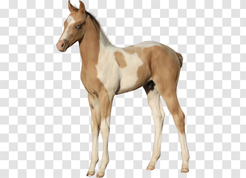 Foal American Paint Horse Mustang Stallion Colt - Zebra Transparent PNG