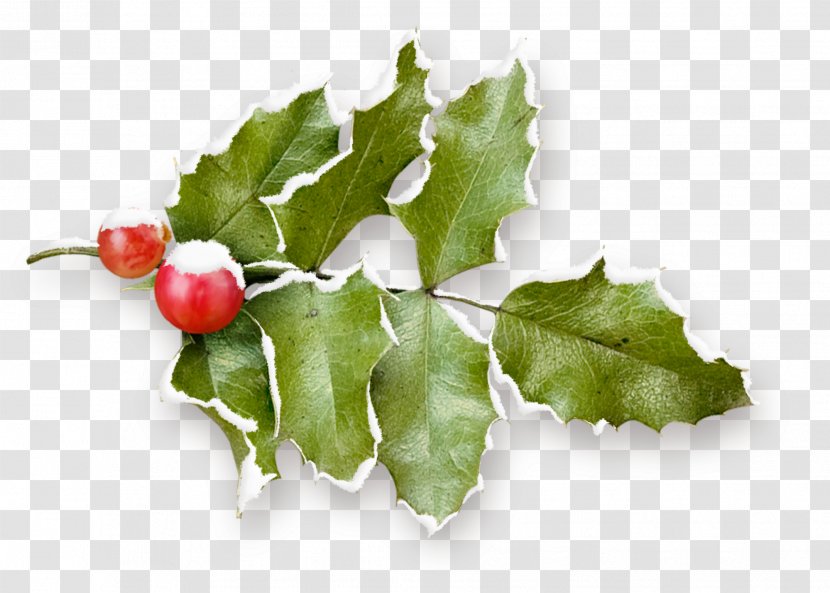 Holly Clip Art - Superfood - HOLLY Transparent PNG