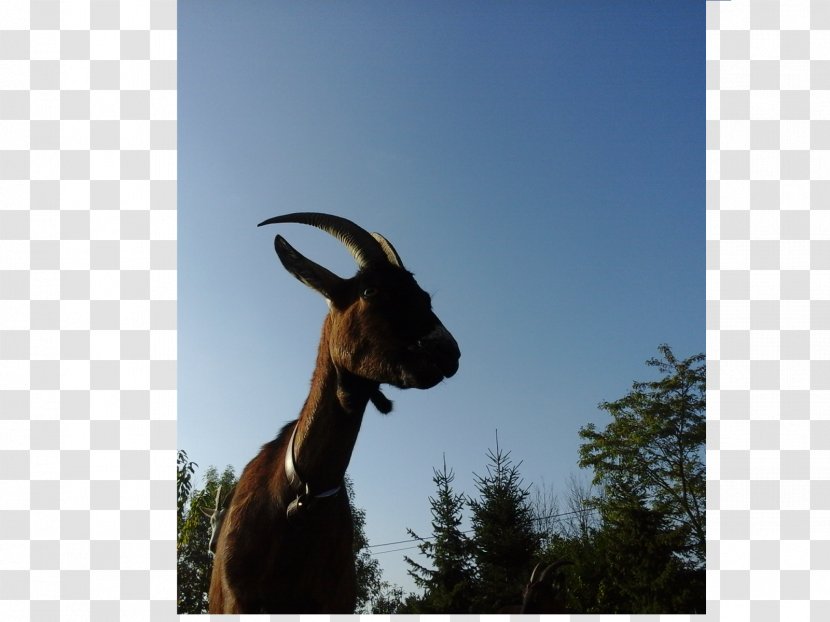 Goat Cattle Mammal Stock Photography - Antelope Transparent PNG
