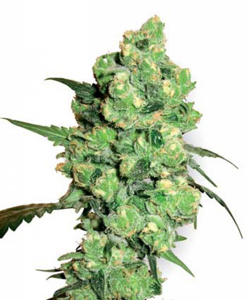 Cannabis Cup Kush Skunk Medical - Hemp Transparent PNG
