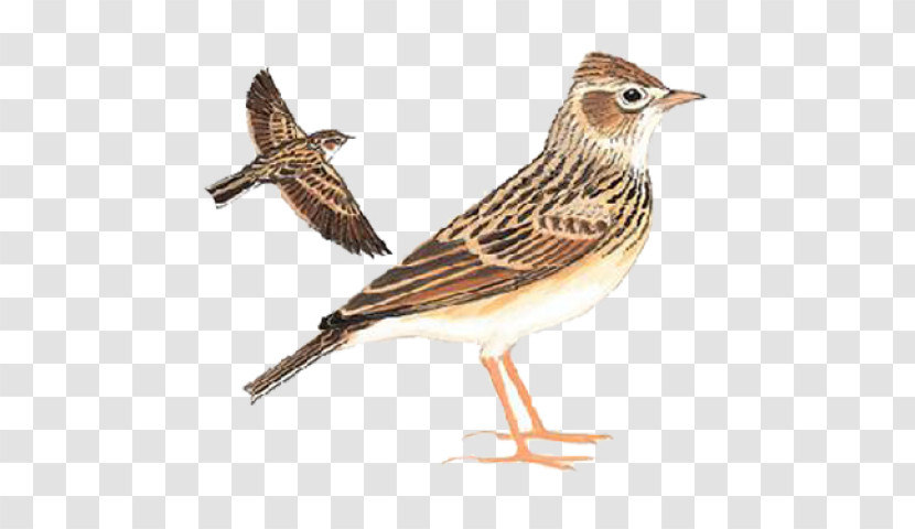 Eurasian Skylark Oriental Skylark Birds Old World Sparrow Eurasian Tree Sparrow Transparent PNG