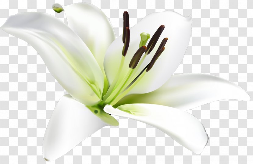 Lilium Flower Google Search Images - Garden Nasturtium Transparent PNG