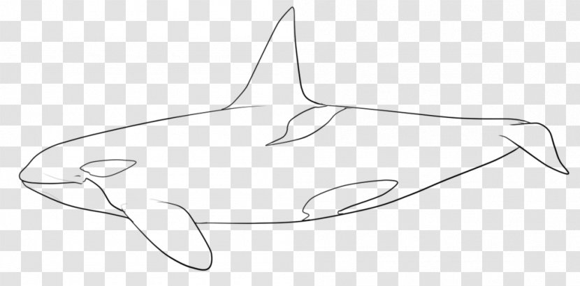 Line Art Marine Mammal Drawing - Artwork Transparent PNG