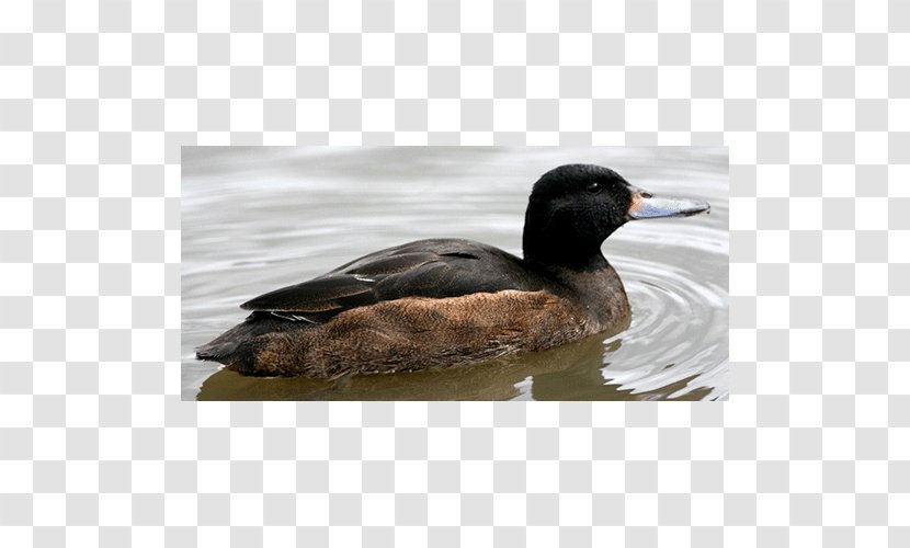 Mallard Duck Mergini Oligocene Europe - Waterfowl Transparent PNG