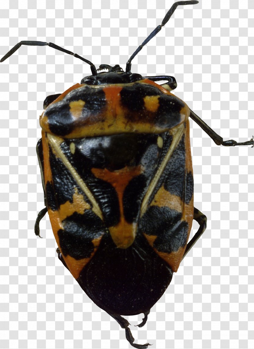 Beetle Harlequin Cabbage Bug - Les Beatles - Image Transparent PNG