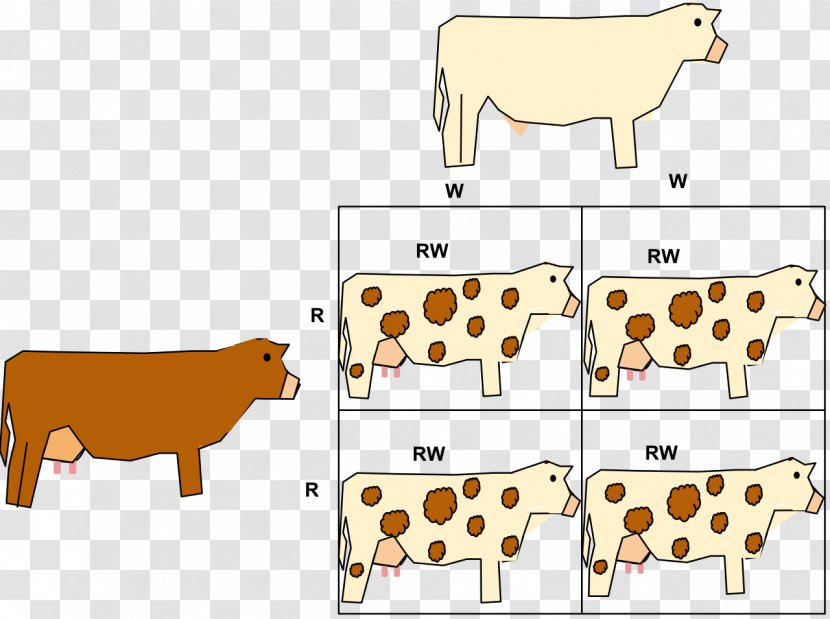Codominance Allele Phenotype Gene - Cattle Transparent PNG