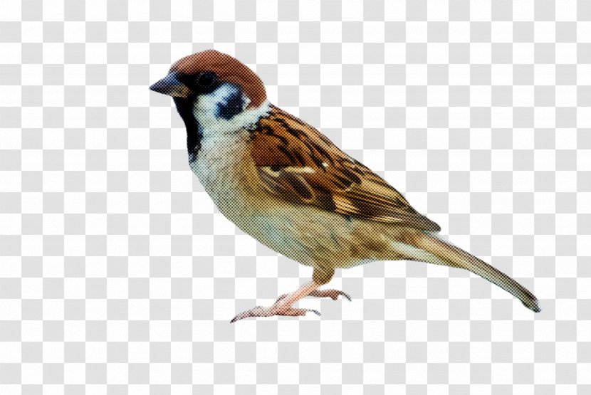 Bird Sparrow House Beak Songbird - Wren Emberizidae Transparent PNG