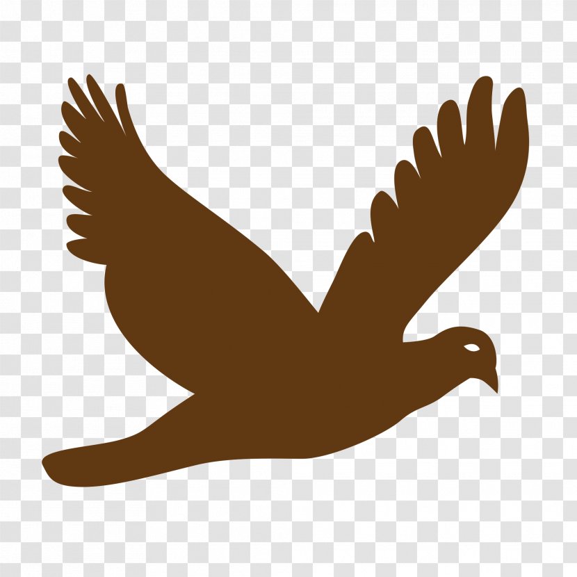 Bird Pigeons And Doves Vector Graphics Clip Art Flight Transparent PNG