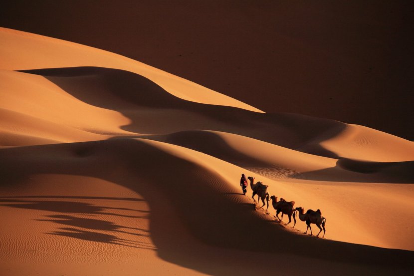 Sahara Camel Train Desktop Wallpaper Caravan - Sand Transparent PNG