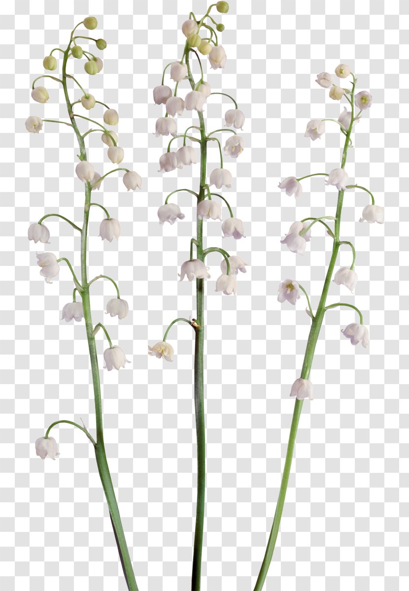 Flower Clip Art - Lilium - Lily Of The Valley Transparent PNG