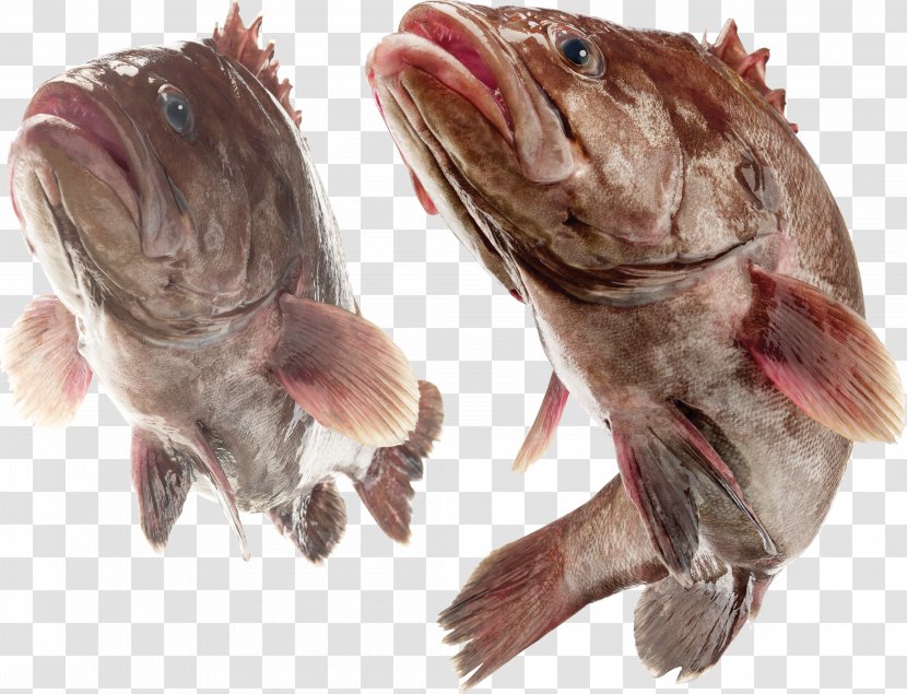 Sawedged Perch Fish Japanese Sea Bass Clip Art Seafood - Organism Transparent PNG