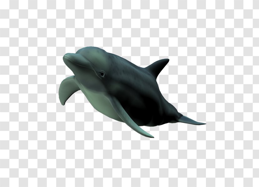 Common Bottlenose Dolphin Short-beaked Tucuxi Wholphin Rough-toothed - Whitebeaked - Jw Transparent PNG