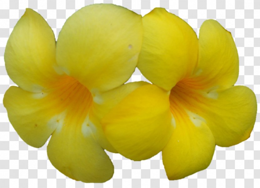 Petal Fruit - Flower - Corn Transparent PNG