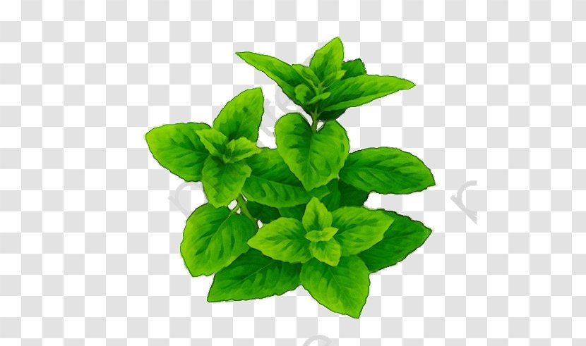 Leaf Plant Flower Herb Flowering - Paint - Mint Fines Herbes Transparent PNG