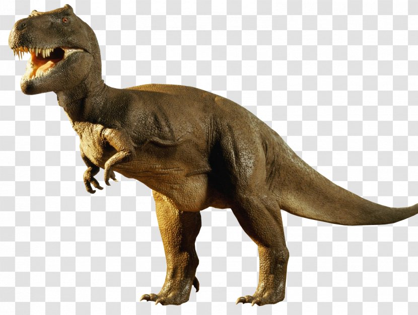 Tyrannosaurus Dinosaur Edmontosaurus Diplodocus Antarctosaurus - Jurassic Park Transparent PNG