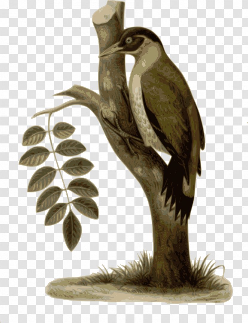 Woodpecker Bird Clip Art - Blog - Branches Station Transparent PNG