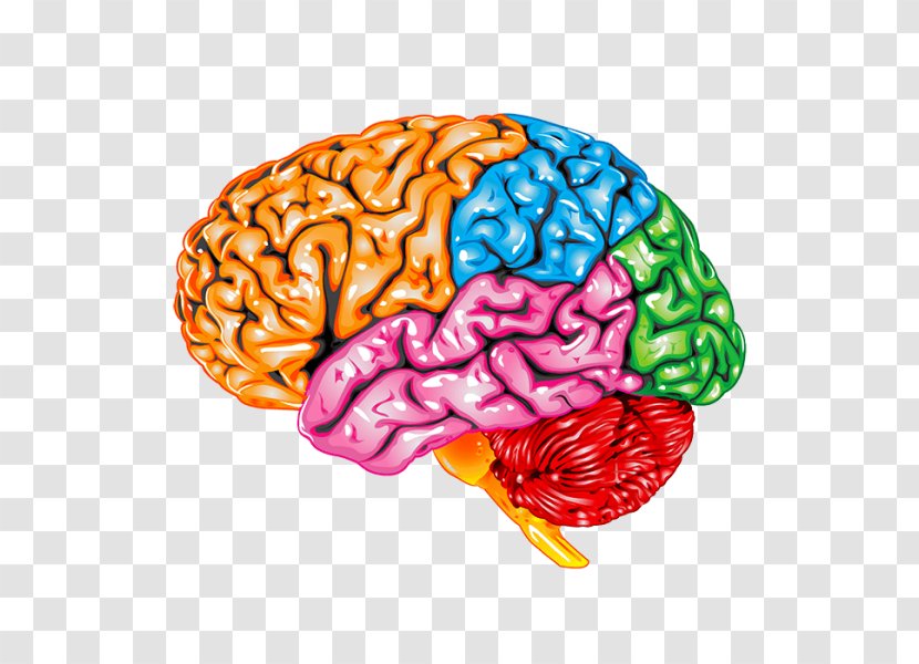 Occipital Lobe Lobes Of The Brain Parietal Frontal Temporal - Flower Transparent PNG