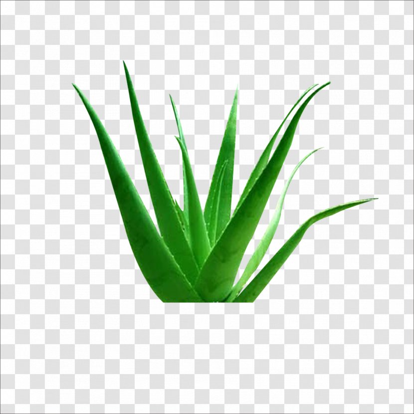 Aloe Vera Euclidean Vector Plant Icon - Grass Transparent PNG