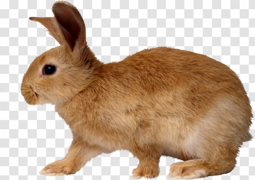 European Rabbit Domestic Angel Bunny - Pascoa Transparent PNG