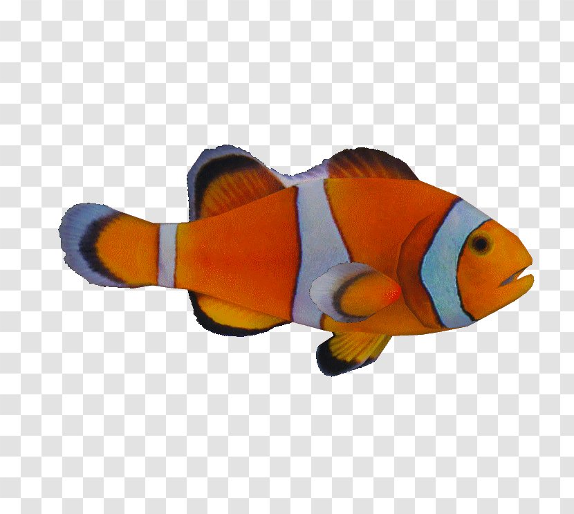 Bony Fishes Ocellaris Clownfish Orange - Animal - Watercolor Birds Transparent PNG