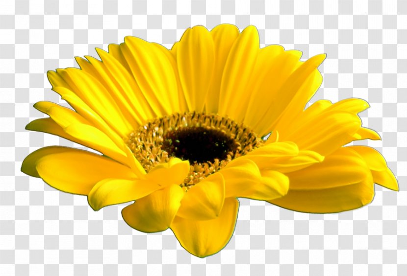 Cut Flowers Common Daisy Yellow Transparent PNG